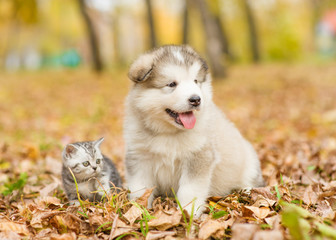 Scottish kitten and alaskan malamute puppy sitting together in autumn park