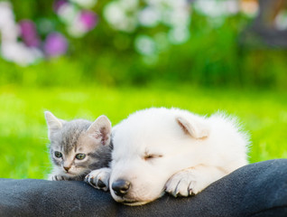 Fototapeta na wymiar White Swiss Shepherd`s puppy and small kitten sleeping together