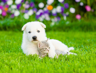 White Swiss Shepherd`s puppy hugging kitten on green grass