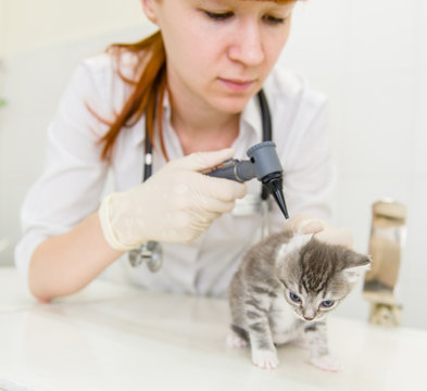 Vet examining a cat's ear with an otoscope