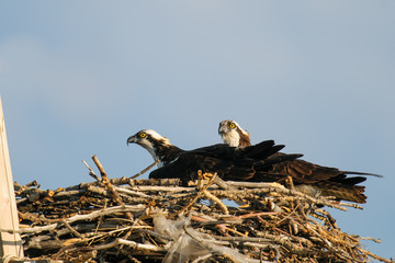 Osprey (Pandion haliaetus)