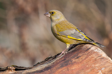 Grünfink auf abgesägten Baumstamm im Wald