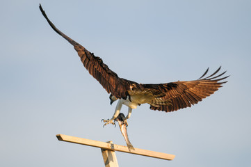 Osprey (Pandion haliaetus)