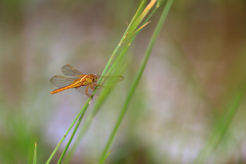 Beautiful orange dragonfly on a green grass close up.