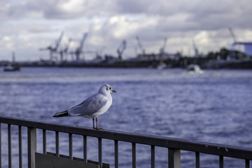 Möwe am Hamburger Hafen