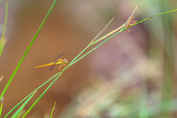 Beautiful orange dragonfly on a green grass close up.