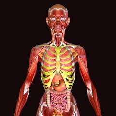 3d illustration human body organs