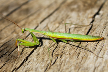 Praying mantis (Mantis religiosa)