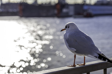 Möwe am Hamburger Hafen