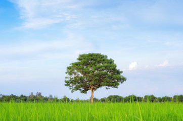 Fototapeta na wymiar Beautiful tree and green grass with bule sky