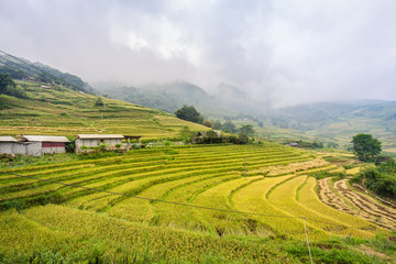 Green rice terraces with fog on mountain at Sa Pa, Vietnam