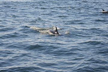 Fototapeta premium Dolphins swimming in the ocean