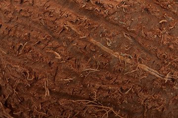 Coconut closeup background