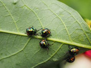 Colorful exotic beetles caught on the sauropus androgynus in the garden in the morning.