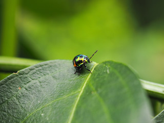 Colorful exotic beetles caught on the sauropus androgynus in the garden in the morning.