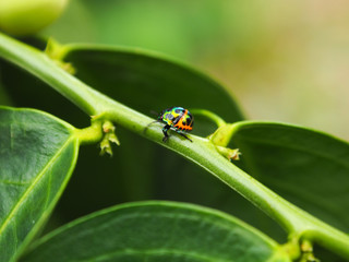 Colorful exotic beetles caught on the sauropus androgynus in the garden in the morning.