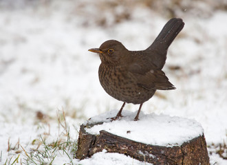 Common blackbird