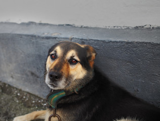 Sad eyes of a dog on a chain