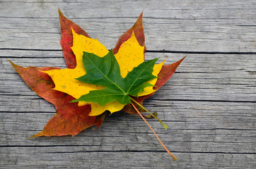 Naklejka na ściany i meble Bouquet of colorful maple leaves on old wooden background.Herbst Otoño Syksy Efterår Automne Autumn Jesen Haust Ősz Herfst Höst Jesień