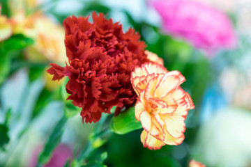 Colorful Carnation