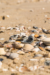 Fototapeta na wymiar Shells on the beachs, close-up. Sunny hot day on the beach, Natural colors.