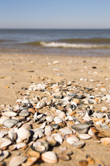 Shells on the beach, close-up. Sea in the background.
Sunny hot day on the beach, Natural colors.