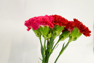 Fototapeta na wymiar Colorful Carnation