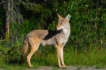 Wild Coyote