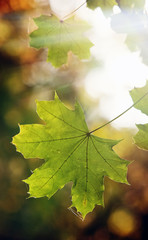 Fresh green leaves on the branch with daylight.