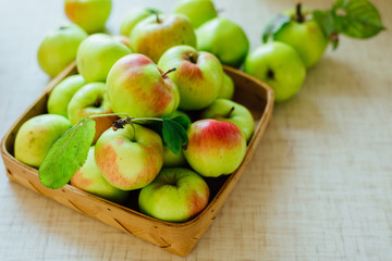 Basket full of fresh harvested apples