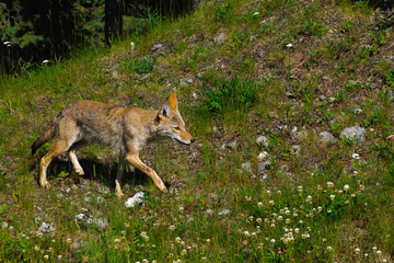Wild Coyote