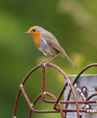 Robin