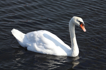 Schwan