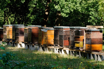 Row of colorful wooden beehives with trees in the background