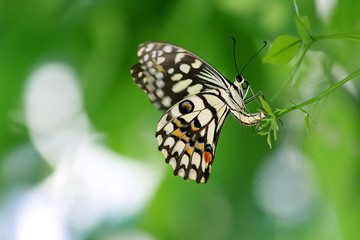 Nature Nurtures