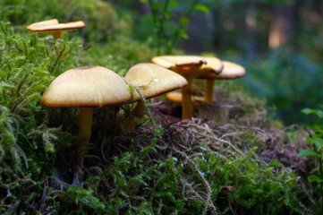 suillus bovinus growing in the forest, also known as the Jersey