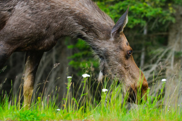 Wild Moose