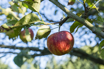 Blushing apple tree.