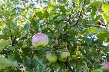 Blushing apple tree.