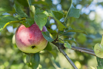 Blushing apple tree.