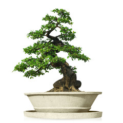 bonsai tree isolated - obrazy, fototapety, plakaty