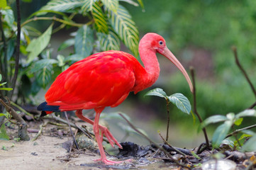 red Scarlet ibis in Bird Park, Kuala Lumpur, Malaysia KL - obrazy, fototapety, plakaty