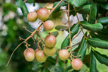 Longan fruit many seeds on tree