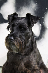 black schnauzer dog with graffiti background