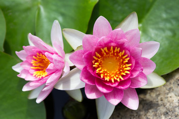 Fototapeta premium 睡蓮の花