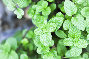 peppermint plant, marsh mint or  mentha cordifolia