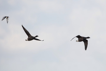Brent Goose, Branta bernicla