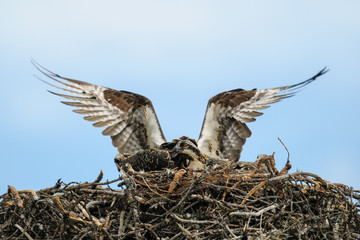 Osprey (Pandion haliaetus)