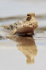 Fish out of Water. Rockskipper fish on land. Amphibious fish  