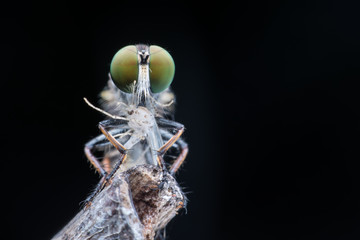 Close up Robber fly eating fly
